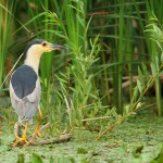 Nycticorax_nycticorax’_AM1_slepowron