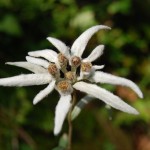 Floare-de-colti-Leontopodium-alpinum-Chis-V.-T