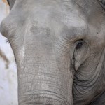 Foto elefant