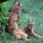 feline 4